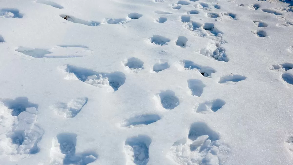 Esperan nueva cellisca invernal en EEUU tras intensas nevadas; temperaturas mínimas pueden batir récord