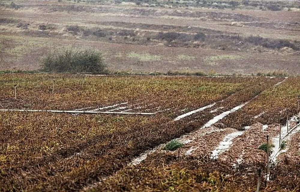 CyL declara «excepcional» la campaña agrícola por el temporal
