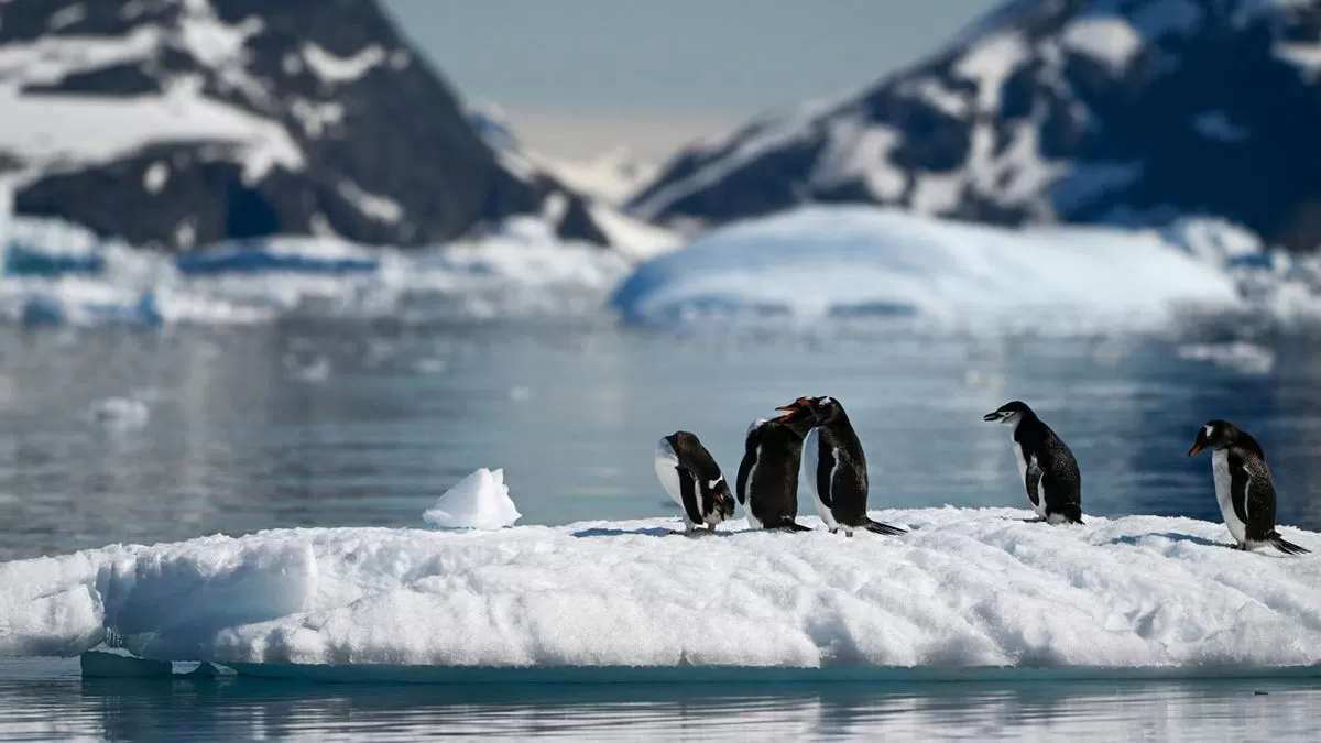 Influenza acicalar avanza en la Antártida y amenaza a su fauna nativa, advierte científico chileno