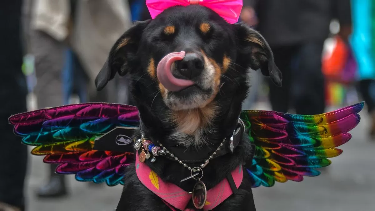 Aprueban en San Pablo que las mascotas puedan ser sepultadas contiguo a sus amos
