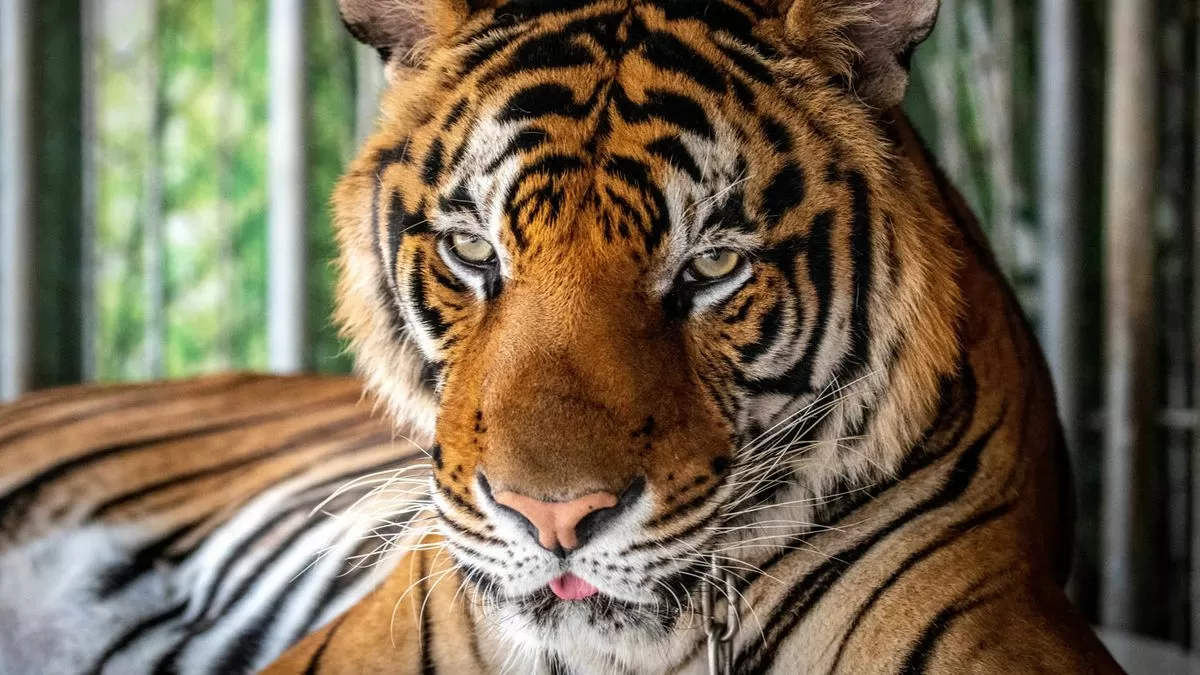 Virus arbusto a 72 tigres en un zoológico en Tailandia: "Cuando nos dimos cuenta, ya era tarde"