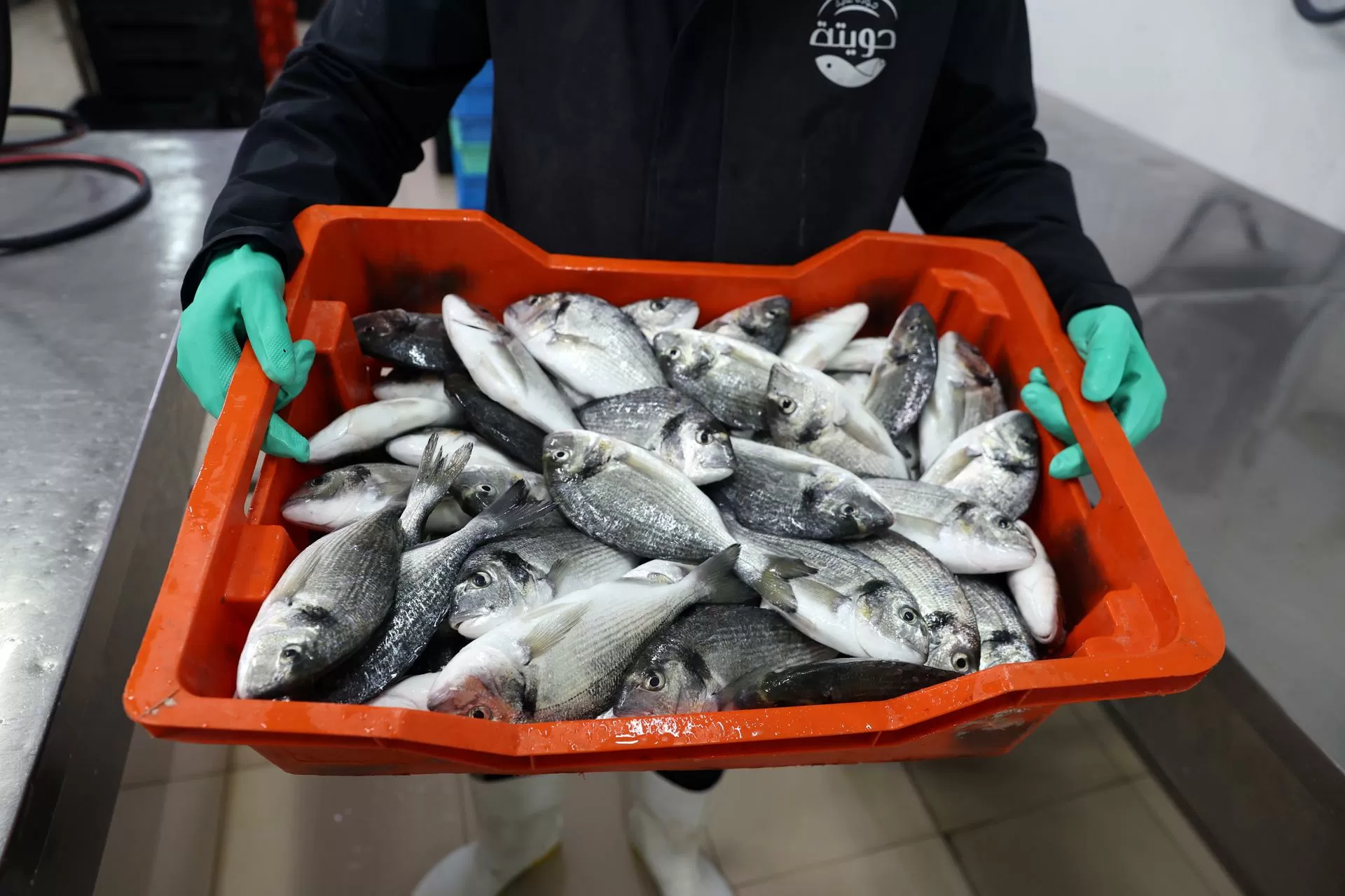 Fraude en sector pesca y acuicultura afecta al 20 % del comercio ecuménico, según FAO