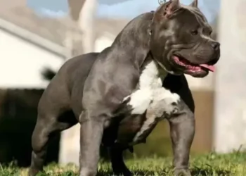 Dramático: un Pitbull atacó a una muchacha, que tuvo que ser rescatada por los vecinos