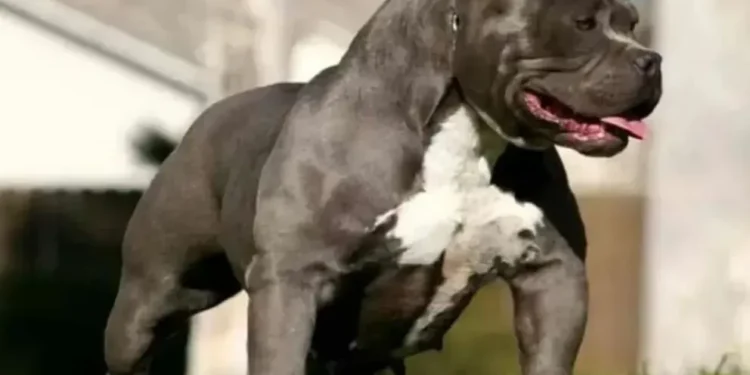 Dramático: un Pitbull atacó a una muchacha, que tuvo que ser rescatada por los vecinos