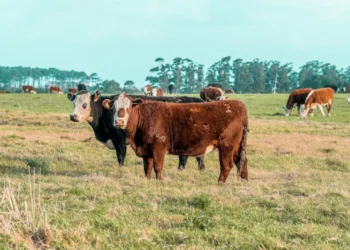 “La importancia de la economía en la sociedad”