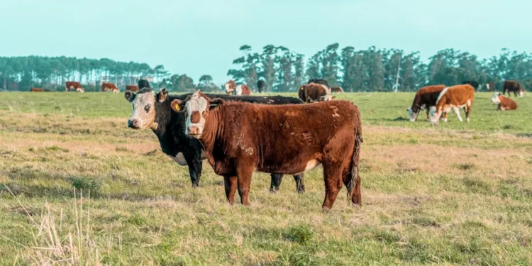 “La importancia de la economía en la sociedad”