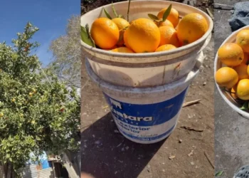 Una madre viedmense vende naranjas por balde para alimentar a sus hijos