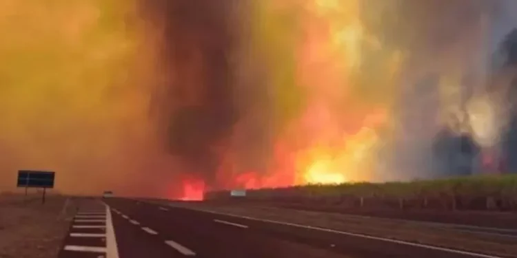 Incendios forestales en Brasil: hay 30 ciudades en alerta máxima