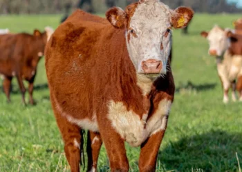 “Políticas económicas exitosas para un crecimiento sostenible”