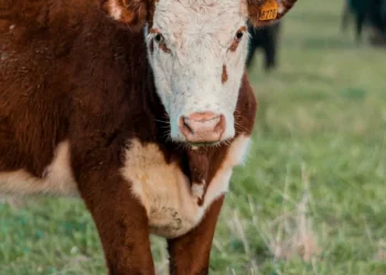 “El papel crucial de la Economía en nuestro mundo actual”