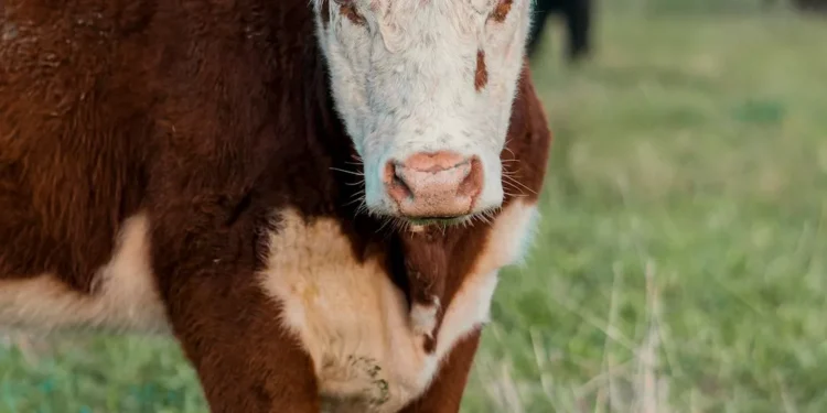 “El papel crucial de la Economía en nuestro mundo actual”