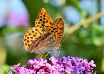 ¿Qué les sucederá a los humanos si siguen desapareciendo insectos?