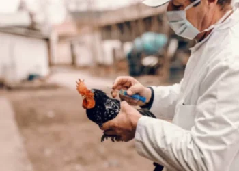 Descubren un nuevo foco de gripe adornar en una explotación de aves en Francia