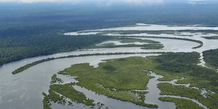 A más variedad de árboles, más peces en los bosques inundados de la Amazonía