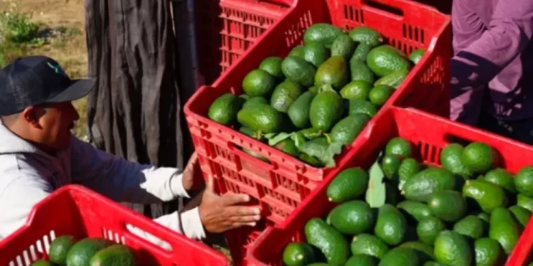 Los productos que subirán de importe con aranceles de EE. UU. a México, Canadá y China