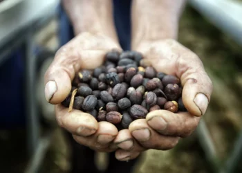 El aire, la inflación y la geopolítica impactan en el mercado de café