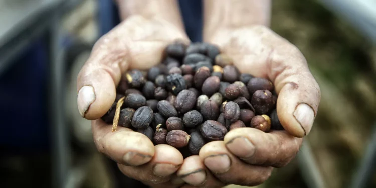 El aire, la inflación y la geopolítica impactan en el mercado de café