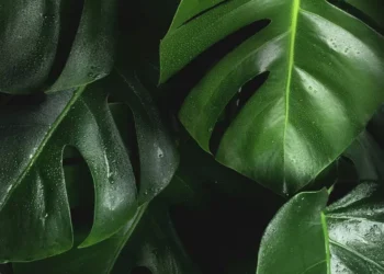 “La importancia de cuidar nuestro medio ambiente”