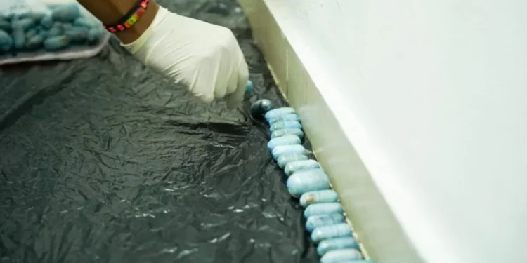 Detienen en un aeropuerto a un hombre que intentó delirar con casi 1 kilo de cocaína en su estómago; había ingerido 75 cápsulas