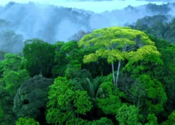 Perú gana premio internacional por conservar los bosques amazónicos