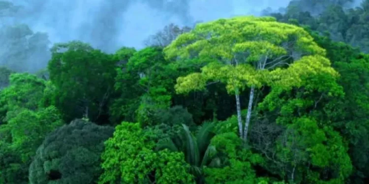 Perú gana premio internacional por conservar los bosques amazónicos