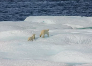 “La importancia del medio ambiente en la actualidad”