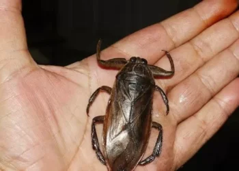 Este es el insacialbe insecto gigante que se expande por el Mediterráneo