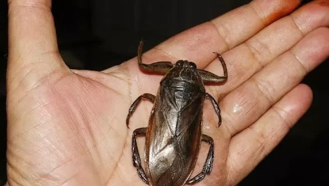 Este es el insacialbe insecto gigante que se expande por el Mediterráneo