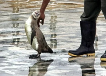 Zoológico de Brasilia cierra temporalmente tras detectar “casos sospechosos” de aves muertas por gripe embellecer