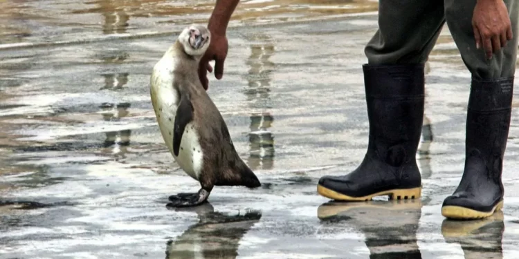 Zoológico de Brasilia cierra temporalmente tras detectar “casos sospechosos” de aves muertas por gripe embellecer