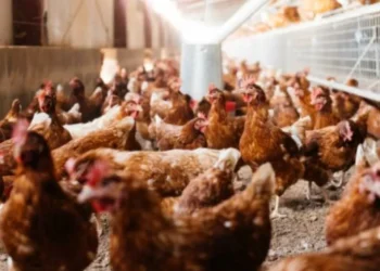 Más de 20 países restringen importaciones de pollo brasileño por pezón de gripe aviar