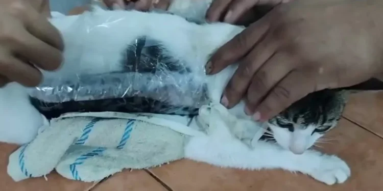 Atrapan a un gato que era usado para obtener droga a una cárcel de Costa Rica