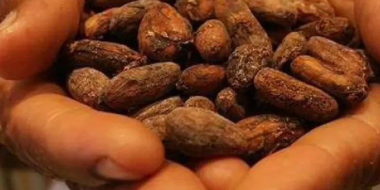 Cacao: las razones por la que es el nuevo opulencia de la economía de Ecuador