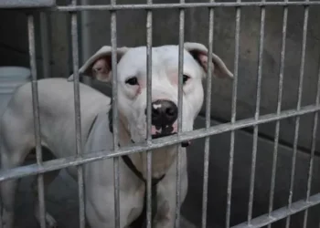 Herida llano una mujer en Almería al ser atacada por un perro de raza peligrosa