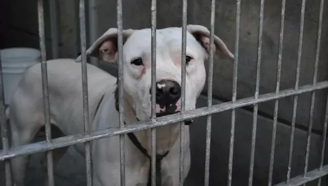 Herida llano una mujer en Almería al ser atacada por un perro de raza peligrosa