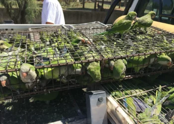 Tráfico ilegal de fauna: 90 % de animales muere en el mudanza, según organización