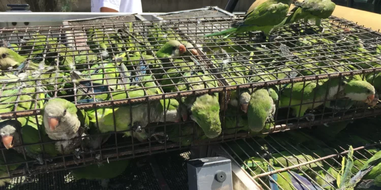 Tráfico ilegal de fauna: 90 % de animales muere en el mudanza, según organización