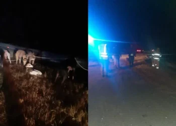 Cuatro uruguayos y sus perros terminaron en un arroyo cuando conducían por Argentina; lograron proceder