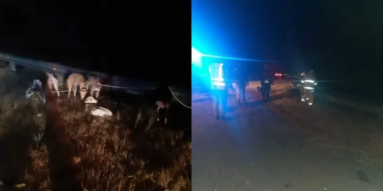 Cuatro uruguayos y sus perros terminaron en un arroyo cuando conducían por Argentina; lograron proceder