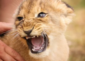 Restaurante en China desata polémica por brindar interacción con cachorros de león