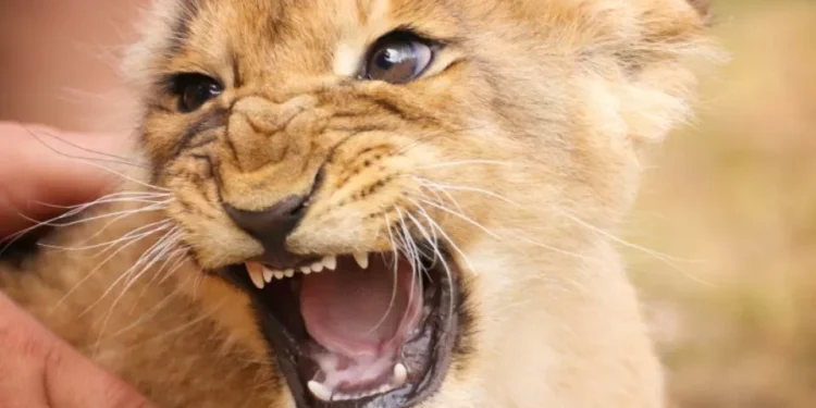 Restaurante en China desata polémica por brindar interacción con cachorros de león