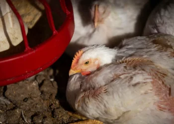 Uruguay vuelve a habilitar la importación de pollo brasileño
