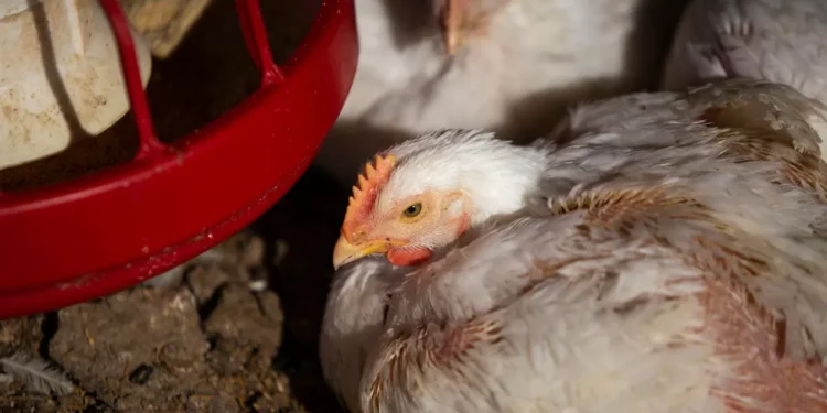 Uruguay vuelve a habilitar la importación de pollo brasileño