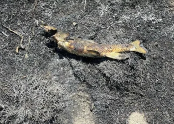 ¿Cómo un pez que cayó del cielo causó un abrasamiento en Canadá? Esto reveló la investigación de Bomberos