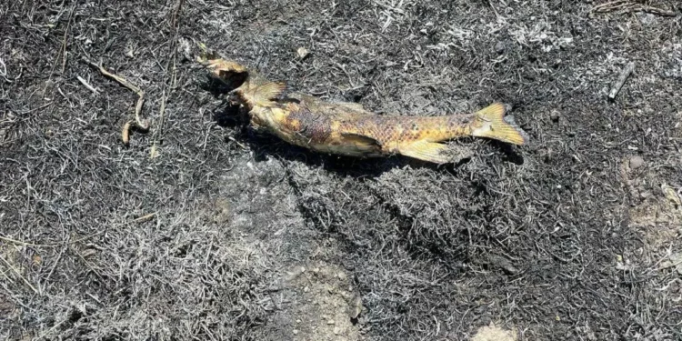 ¿Cómo un pez que cayó del cielo causó un abrasamiento en Canadá? Esto reveló la investigación de Bomberos