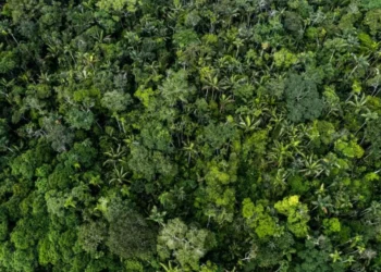 Impulsan fondo global contra tala de bosques