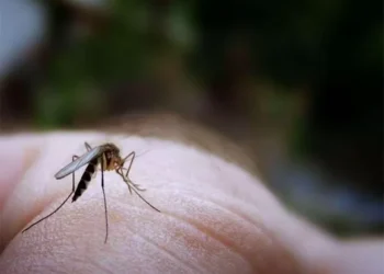 Cómo distinguir una picadura de mosquito, avispa o araña este verano (y qué realizar en cada caso)