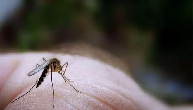 Cómo distinguir una picadura de mosquito, avispa o araña este verano (y qué realizar en cada caso)