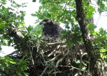 Nace en libertad el primer pigargo europeo en Castilla y León, un esbozo con polémica