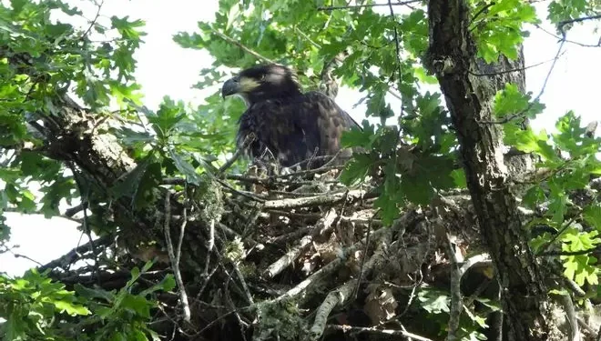 Nace en libertad el primer pigargo europeo en Castilla y León, un esbozo con polémica